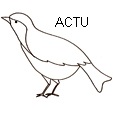 alouetted